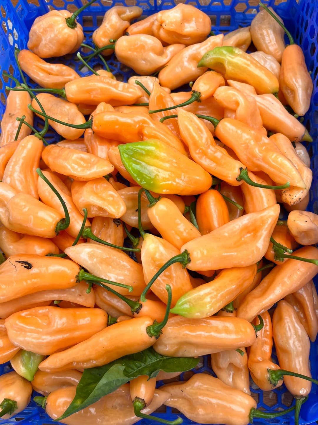 APRICOT