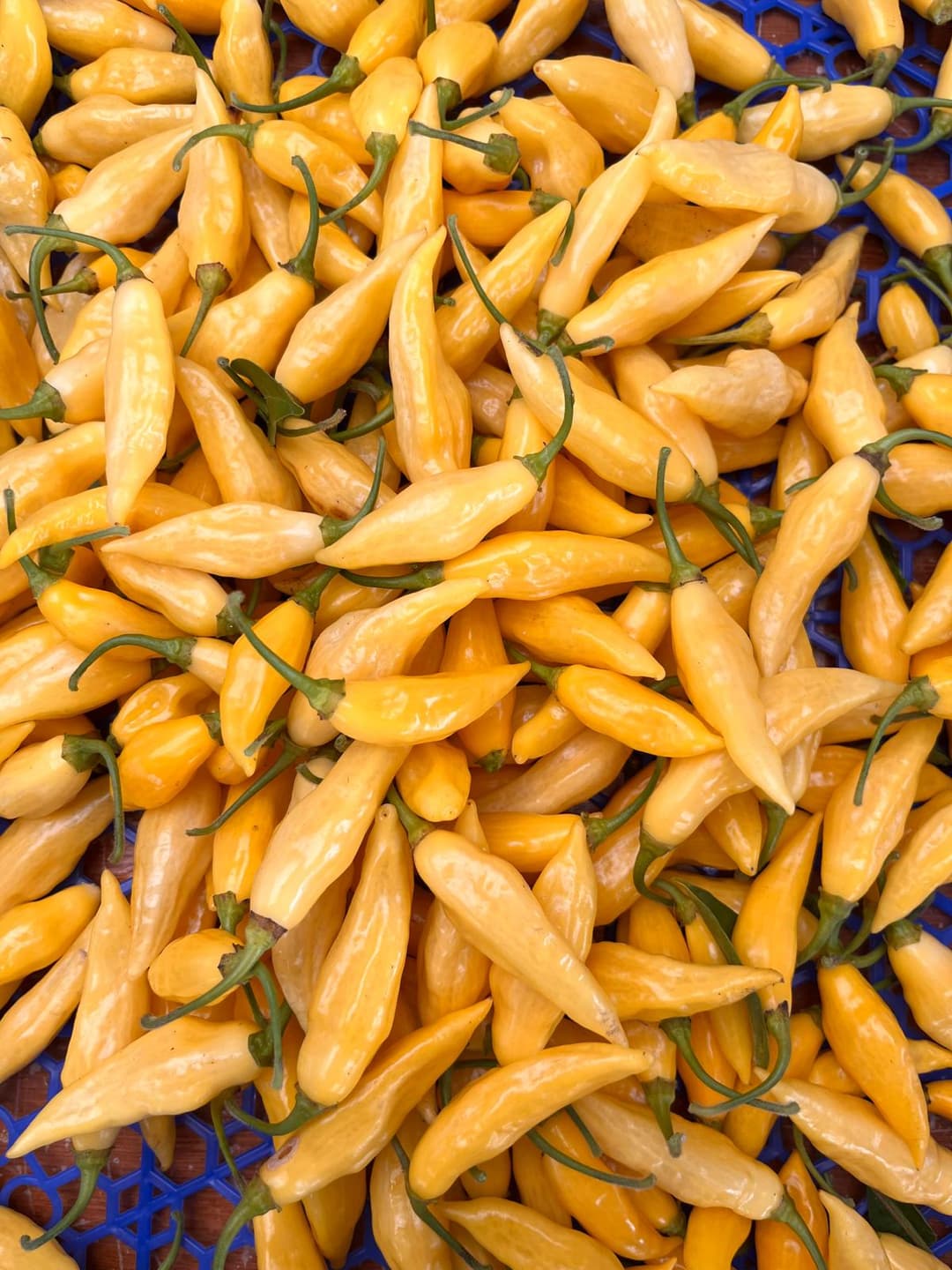 LEMONELLA