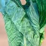 Cabbage: Spring Greens