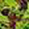 Lettuce: Salad Bag