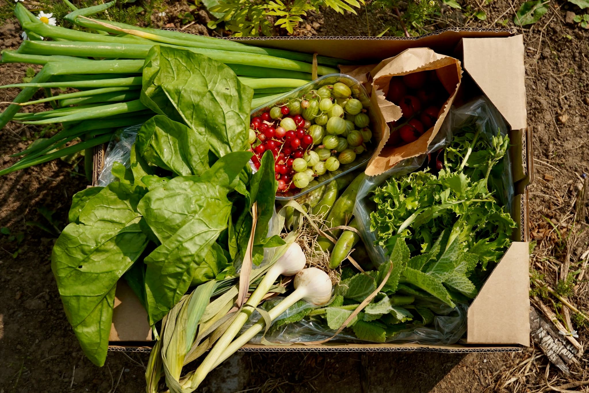 Organic Vegetable Box (Large)