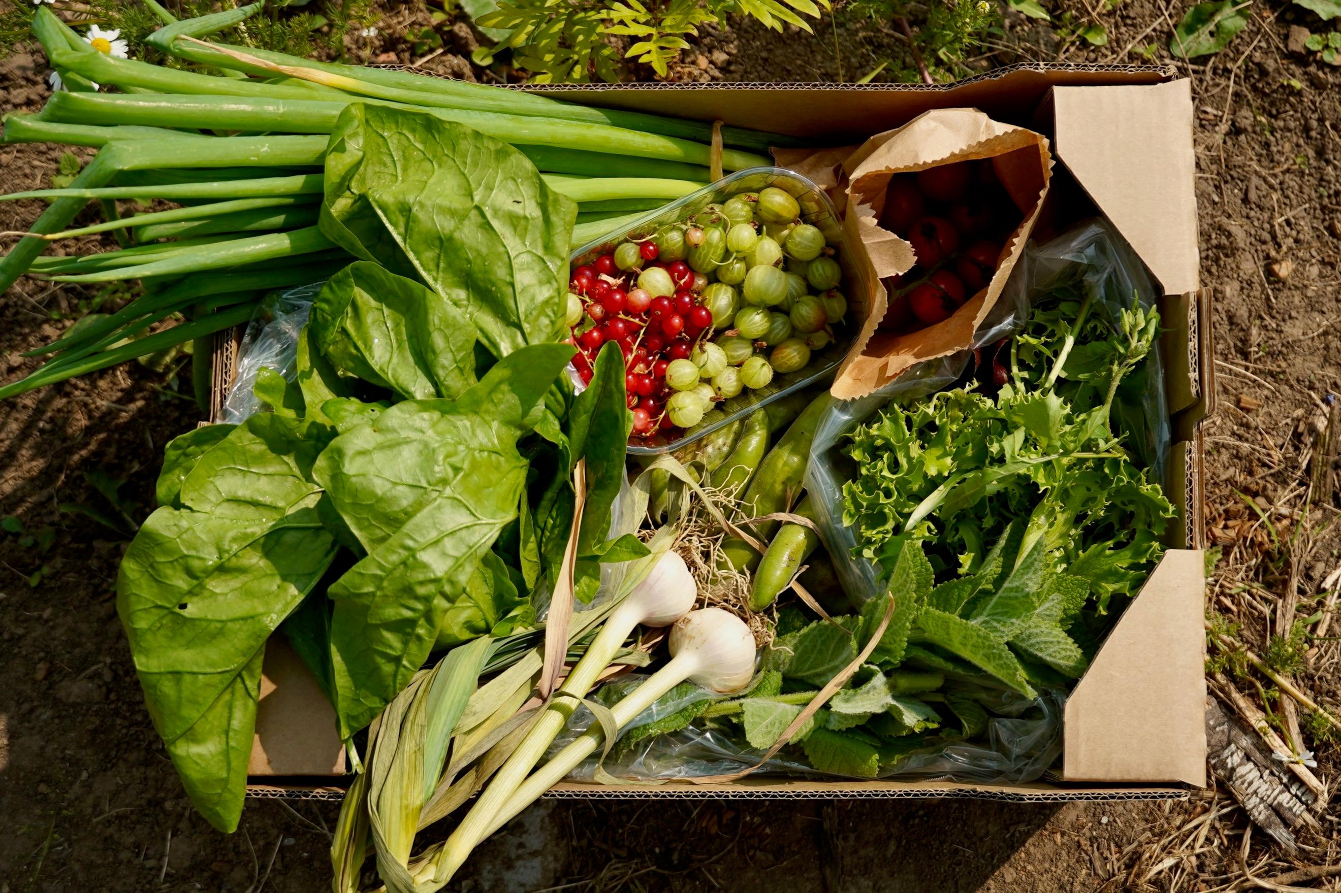Organic Vegetable Box (Large)