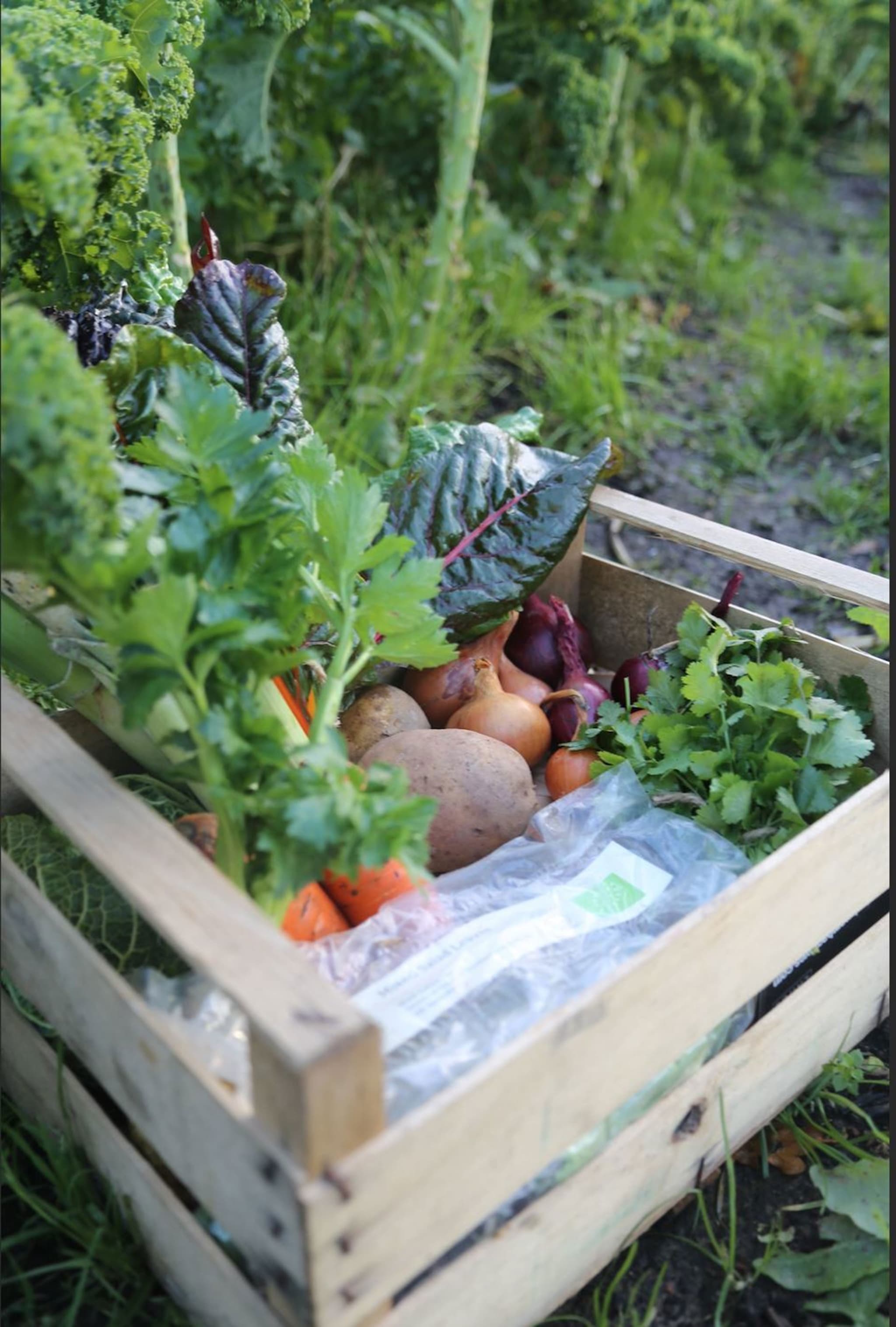 Organic Vegetable Box (Small)