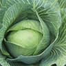 Cabbage: White